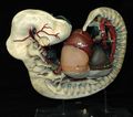 Modell eines Embryos [Schlüter & Maas]