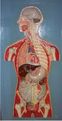 Modell der menschlichen inneren Organe (Längsschnitt)