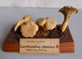 Modell von Cantharellus cibarius (Pfifferling, Eierschwamm, Rehling)