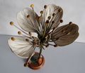 Modell der Blüte von Prunus cerasus (Sauerkirsche, Weichsel) [Brendel Nr.15]