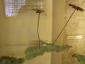Modell von Marchantia polymorpha mit Brutbechern (Brunnenlebermoos)