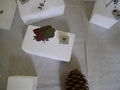 Modell einer jungen Deckschuppe von Picea abies (Gemeine Fichte)