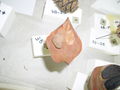 Modell einer inneren Deckschuppe von Picea abies (Gemeine Fichte)