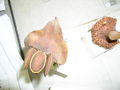 Modell der Zapfenschuppen-Innenseite von Cunninghamia lanceolata (Spießtanne)