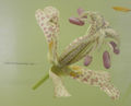 Modell der Blüte von Tricyrtis hirta (Japanische Krötenlilie)