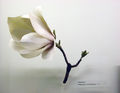 Modell der Blüte von Magnolia x soulangiana (Tulpen-Magnolie)