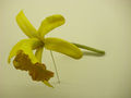 Modell der Blüte von Laelia flava (Orchidee)