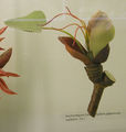 Modell der weiblichen Blüte von Cercidiphyllum japonicum (Japanischer Kuchenbaum)