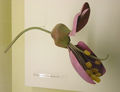 Modell der Blüte von Cercis siliquastrum (Gewöhnlicher Judasbaum)