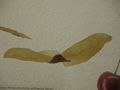Modell der Frucht von Betula pendula (Hänge-Birke)