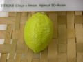 Modell der Frucht von Citrus limon (Zitrone) (8,5 x 6 x 6 cm)