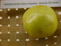 Modell der Frucht von Citrus maxima (Pampelmuse) (8 x 8 x 8 cm)