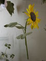 Modell von Helianthus annuus (Sonnenblume)
