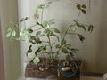 Modell von Arachis hypogaea (Erdnusspflanze)