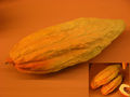 Modell der Frucht von  Theobroma cacao (Kakaobaum)