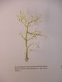 Modell von Cladonia arbuscula (Strauchflechte)
