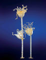 Modell von Antedon rosacea (ältere Haarsternlarven) [Blaschka]