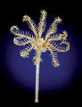 Modell von Antedon rosacea (Haarstern im Pentacrinusstadium) [Blaschka]