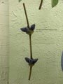 Modell des weiblichen Blütenstandes von Gnetum nodiflorum